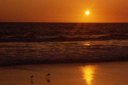 Venice Beach Sunset with Birds on Beach